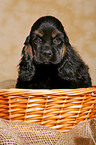 Spaniel in basket