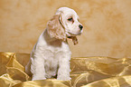 sitting Spaniel puppy