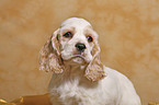 Cocker Spaniel Pup Portrait