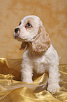 sitting Spaniel puppy