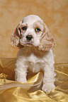 sitting Spaniel puppy