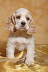 sitting Spaniel puppy