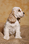 sitting Spaniel puppy