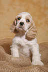 sitting Spaniel puppy