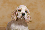 Cocker Spaniel Pup Portrait