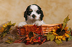 Spaniel in basket