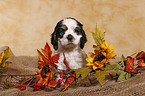 Sitting Spaniel Puppy