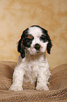 sitting Spaniel puppy