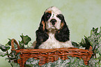 Spaniel in basket