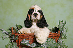 Spaniel in basket