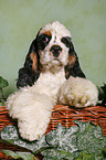 Spaniel in basket