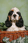 Spaniel in basket