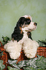 Spaniel in basket