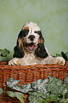 Spaniel in basket