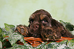 Spaniel in basket