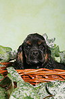 Spaniel in basket