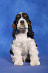 sitting Spaniel Puppy