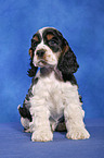 sitting Spaniel Puppy