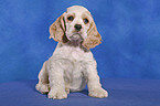 sitting Spaniel Puppy