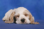 sleeping American Cocker Spaniel