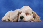 sleeping American Cocker Spaniel