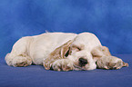 sleeping American Cocker Spaniel