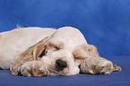 sleeping American Cocker Spaniel