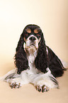 lying Cocker Spaniel