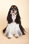 sitting Cocker Spaniel