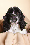 American Cocker Spaniel Portrait