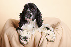 young American Cocker Spaniel