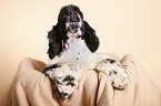 young American Cocker Spaniel