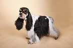 American Cocker Spaniel