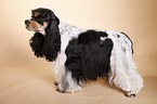 American Cocker Spaniel