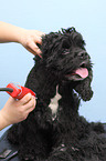 American Cocker Spaniel at dog groomer