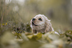 American Cocker Spaniel Portrait