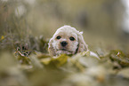 lying American Cocker Spaniel puppy