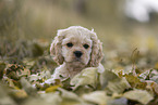 lying American Cocker Spaniel puppy