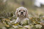 lying American Cocker Spaniel puppy