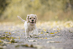 running American Cocker Spaniel