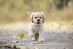 running American Cocker Spaniel