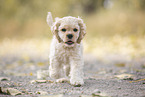 running American Cocker Spaniel