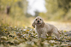 standing American Cocker Spaniel puppy