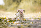 running American Cocker Spaniel