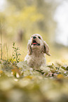 sitting American Cocker Spaniel Puppy