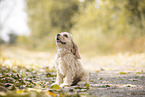 sitting American Cocker Spaniel Puppy