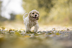 running American Cocker Spaniel