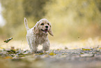 running American Cocker Spaniel