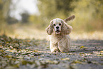 running American Cocker Spaniel