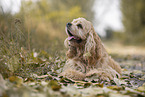 lying American Cocker Spaniel